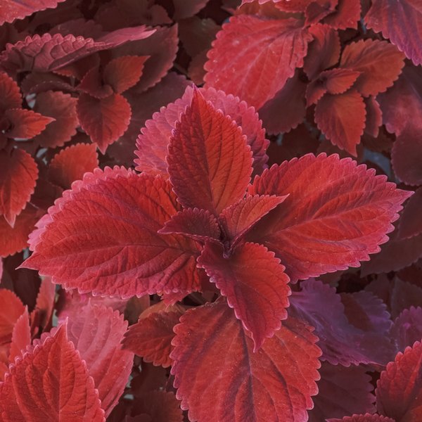 Redhead Sun Coleus