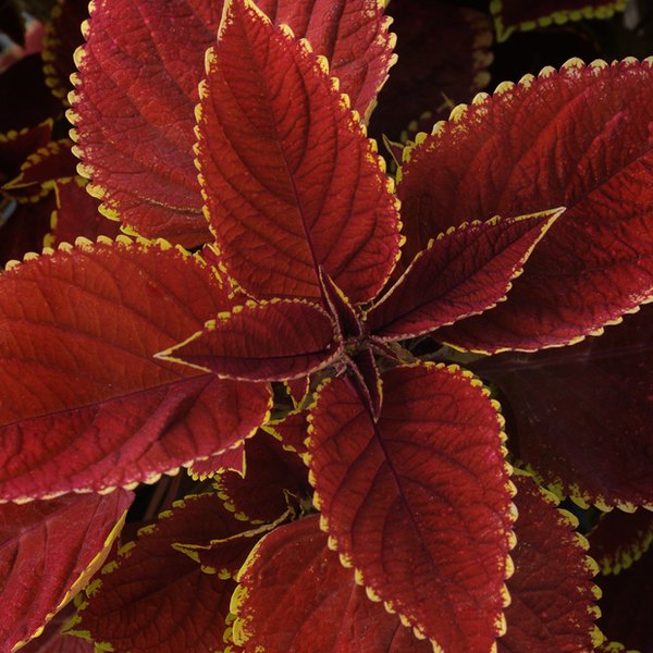 Trusty Rusty Sun Coleus