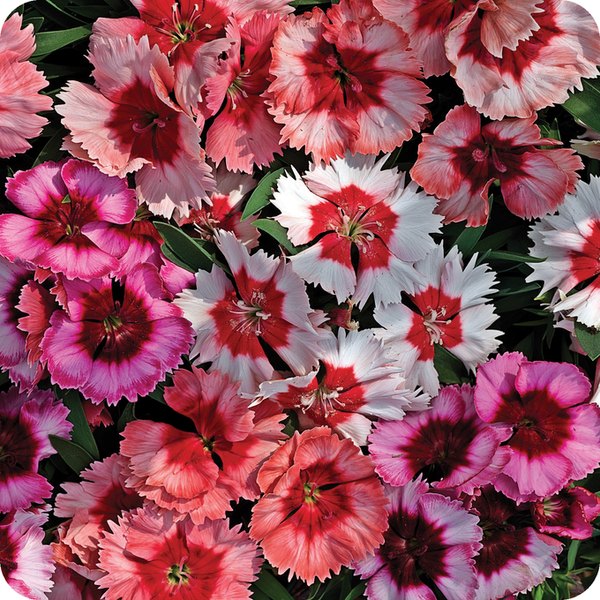 Super Parfait Dianthus