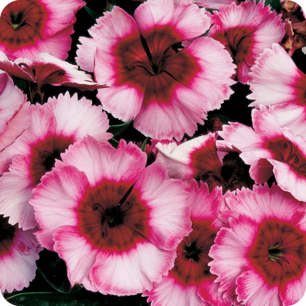 Raspberry Super Parfait Dianthus
