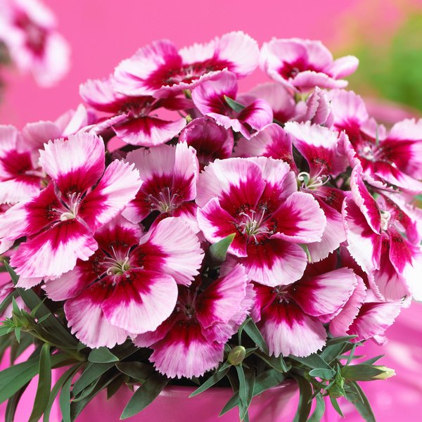 Venti Crimson Eye Super Parfait Dianthus