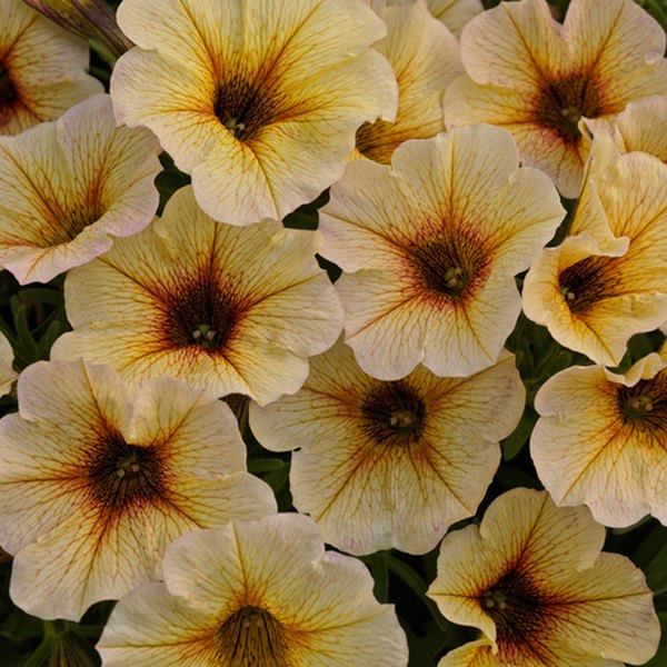 French Vanilla SuperCal Petunias