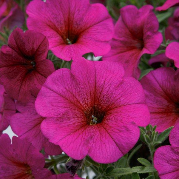 Purple Dawn SuperCal Petunias