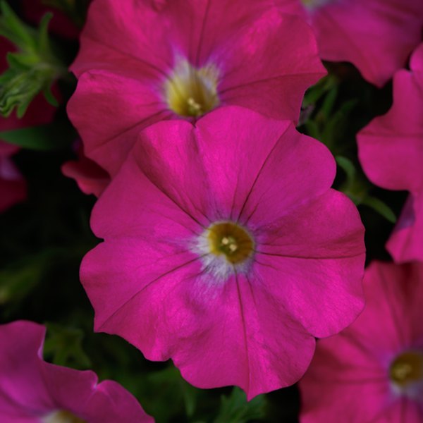 Rose SuperCal Petunias