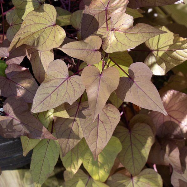 Georgia Chestnut Heart Sweet Ipomoea