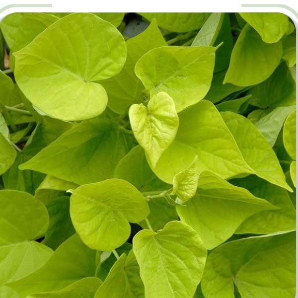 Marguerite (Lime) Sweet Potato Ipomoea