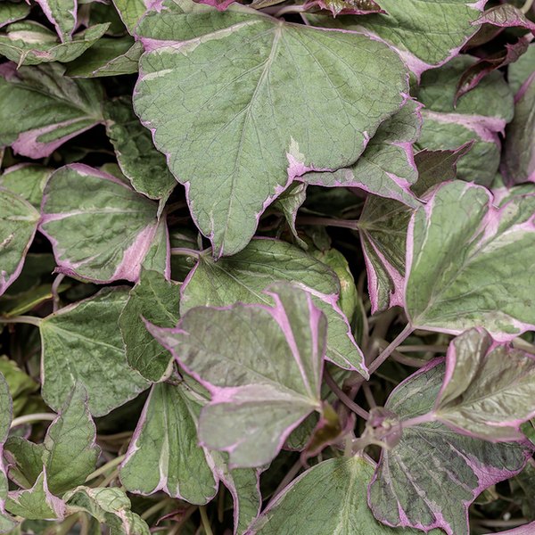 Tricolor Sweet Potato Ipomoea