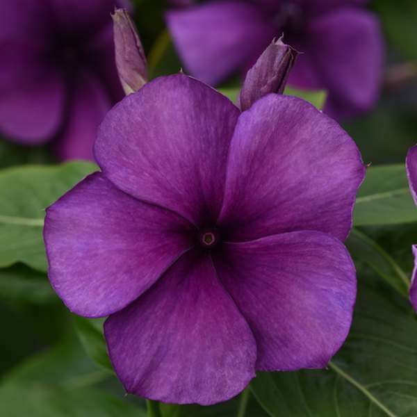 Tattoo Vinca
