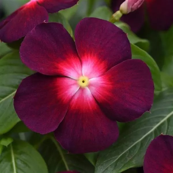 Boysenberry Tattoo Vinca
