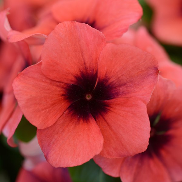 Papaya Tattoo Vinca