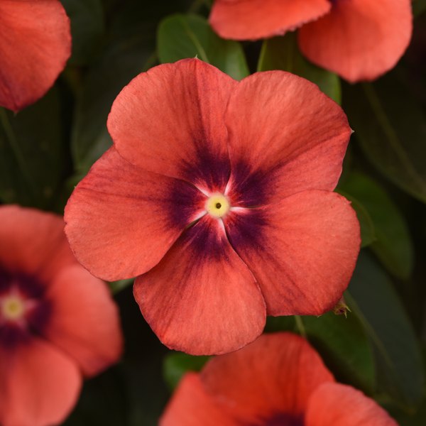 Tangerine Tattoo Vinca