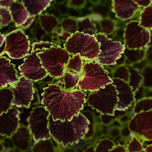 Trailing Coleus