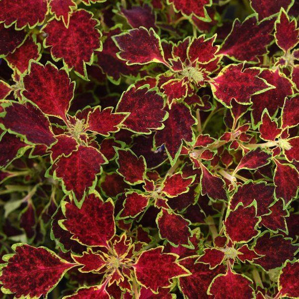 Trailing Coleus