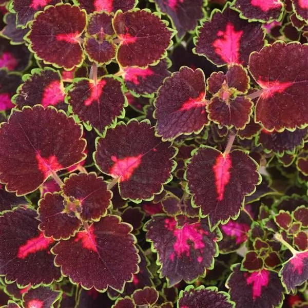 TrailBlazer Road Trip Trailing Coleus