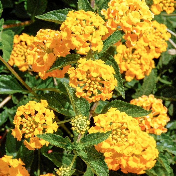 Trailing Lantana