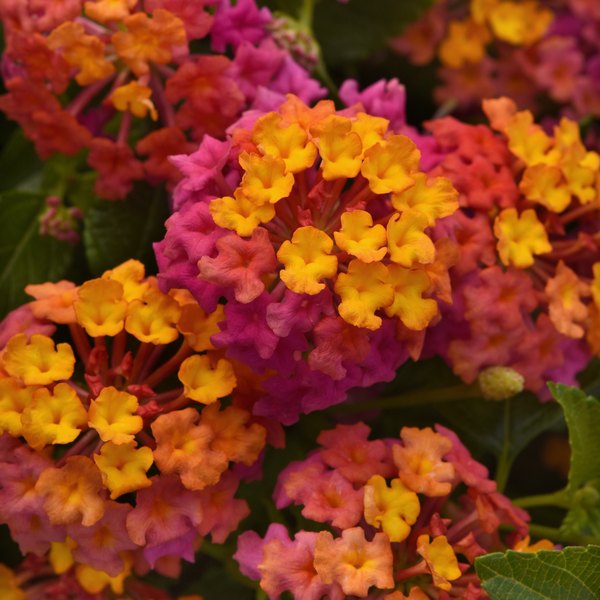 Passion Fruit (True Trailing) Trailing Lantana