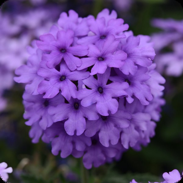 Verbena: Endurascape, Firehouse, and Lascar