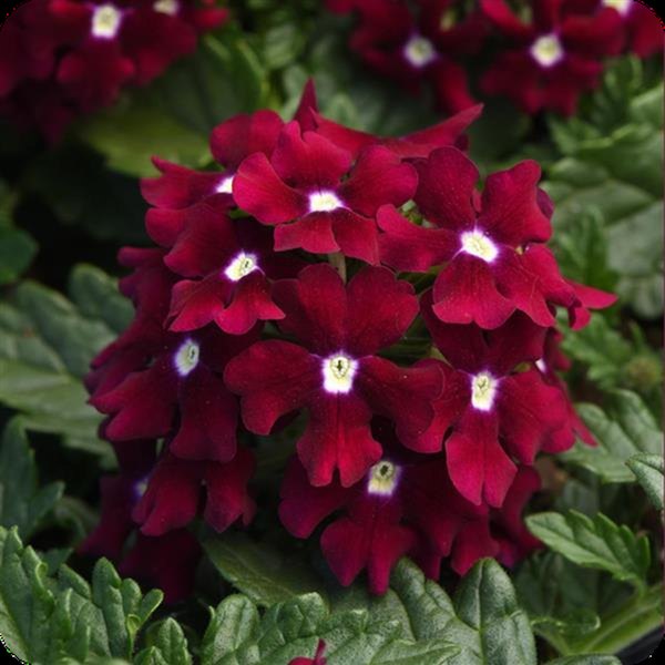 Verbena: Endurascape, Firehouse, and Lascar