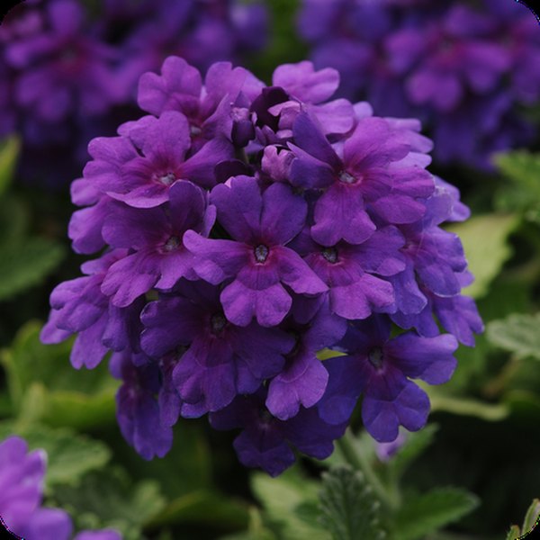 Dark Purple Endurascape Verbena