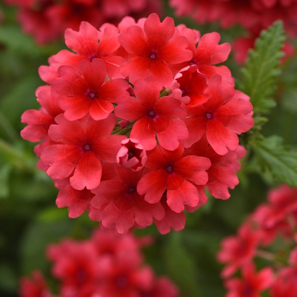 Hot Coral Endurascape Verbena