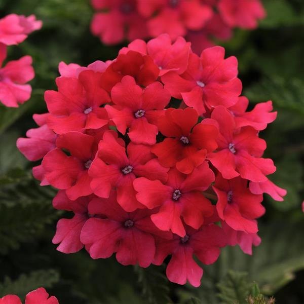 Hot Pink Endurascape Verbena