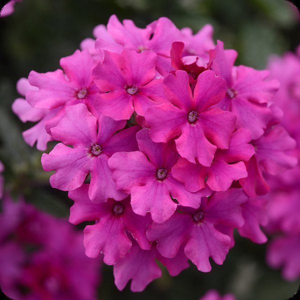 Magenta Endurascape Verbena
