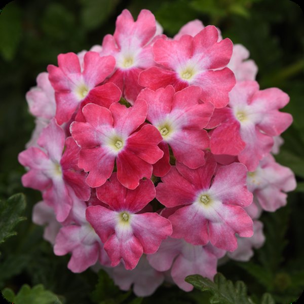 Pink Fizz Endurascape Verbena