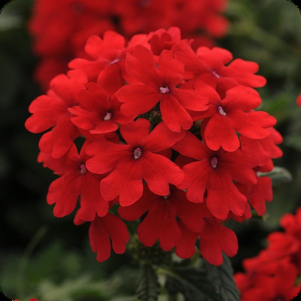 Red Endurascape Verbena