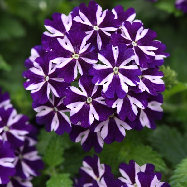 Violet Vortex Firehouse Verbena