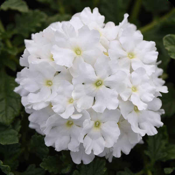 White Endurascape Verbena