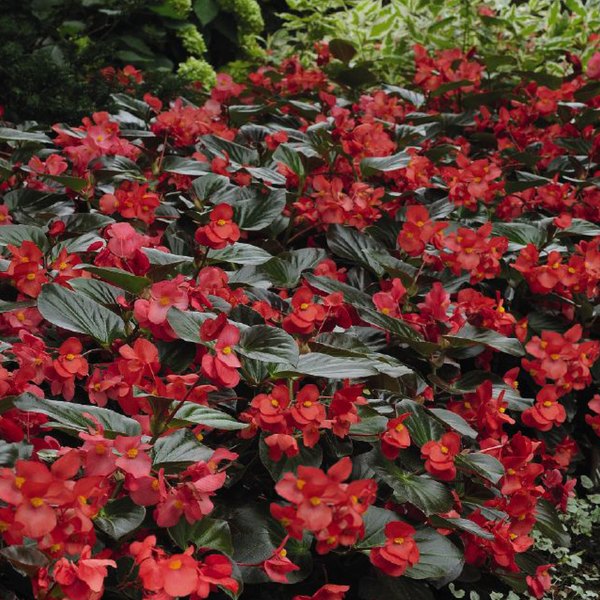 Whopper Begonia