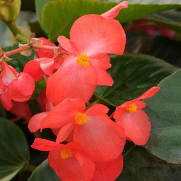 Green Leaf Red Whopper Begonia