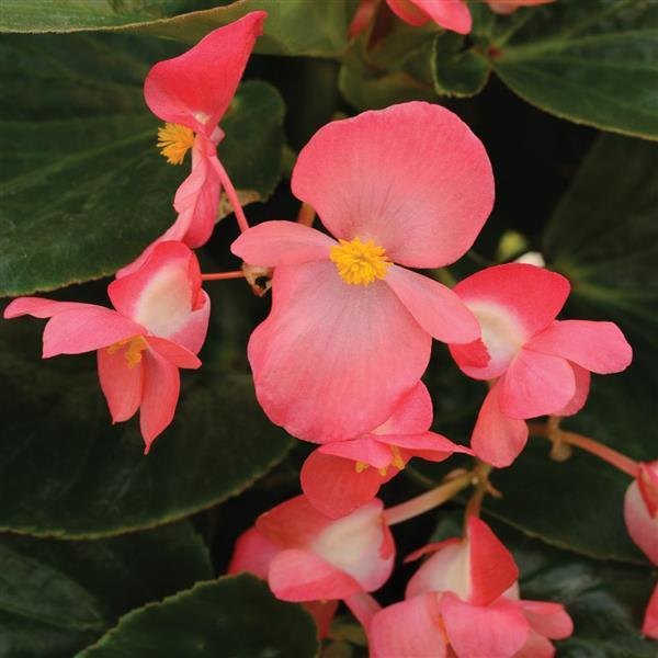 Green Leaf Rose Whopper Begonia