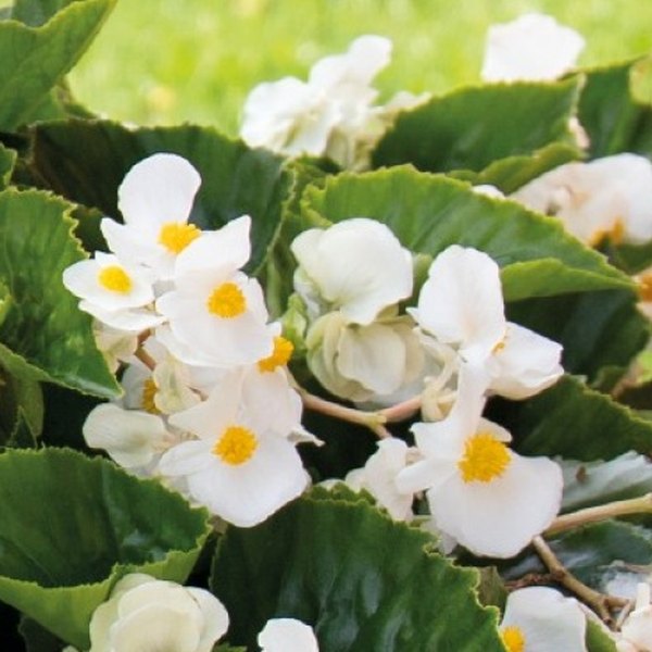 Green Leaf White Whopper Begonia
