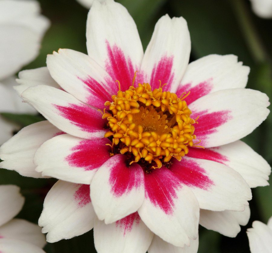 Zahara Zinnia
