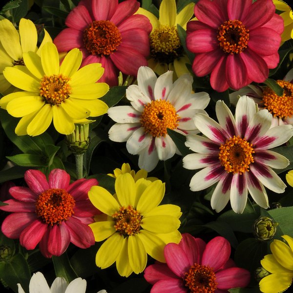 Raspberry Lemonade Mix Zahara Zinnia