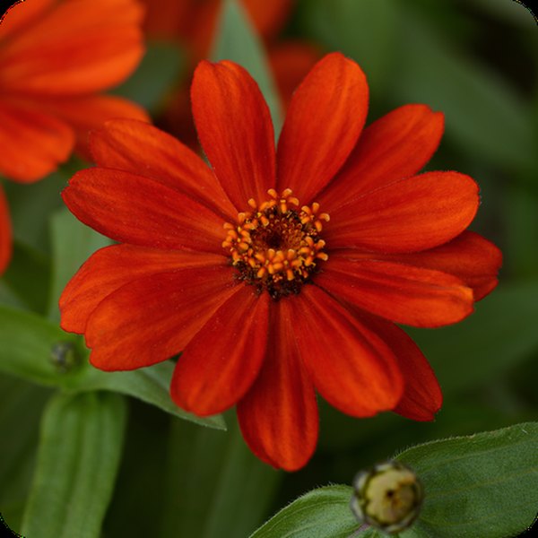 Red Zahara Zinnia