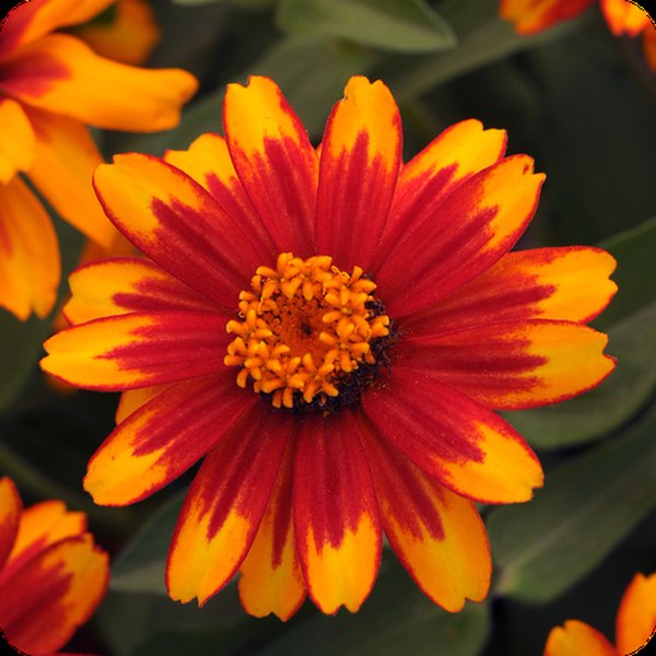 Sunburst Zahara Zinnia
