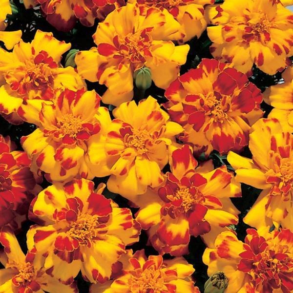 Zenith Marigolds