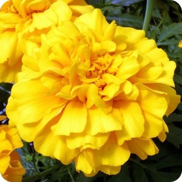 Zenith Marigolds