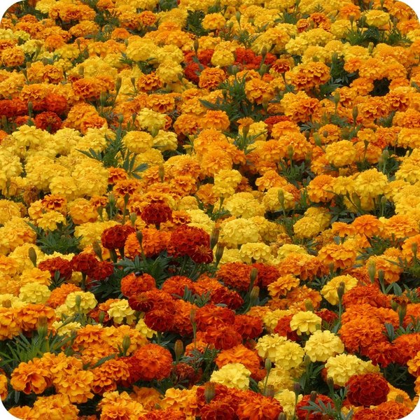 Mix Zenith Marigolds