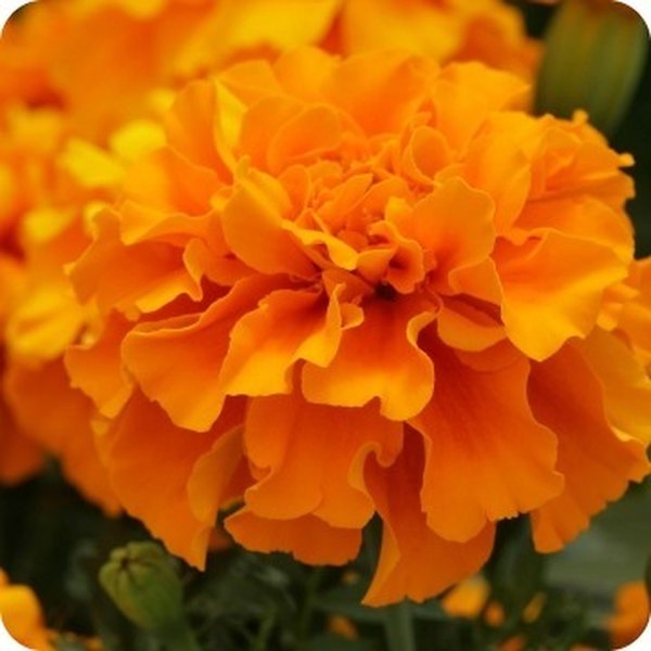 Orange Zenith Marigolds