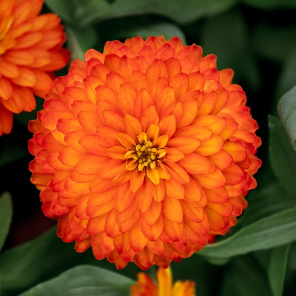 Fire Zydeco Zinnia
