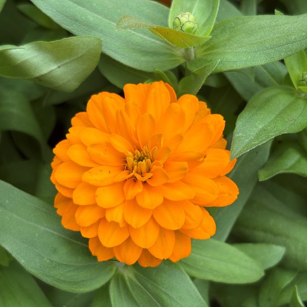 Gold Zydeco Zinnia