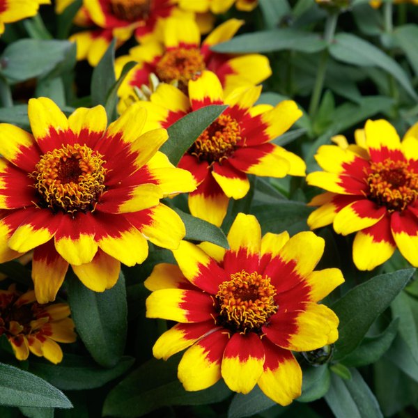 Zinnia: Profusion and Zydeco