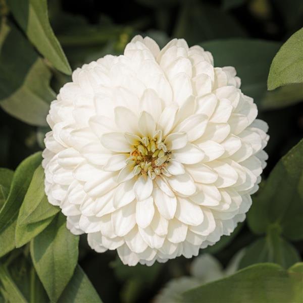 White Zydeco Zinnia